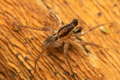 Pardosa crassipalpis