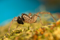 Pardosa crassipalpis