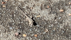 Sceloporus occidentalis