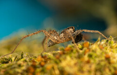 Pardosa crassipalpis