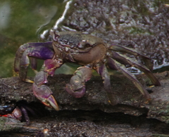 Episesarma palawanense