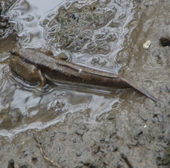 Periophthalmodon schlosseri