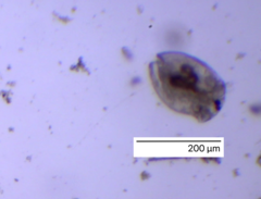 Chydoridae
