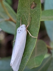 Ilemodes astriga