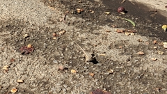 Sceloporus occidentalis