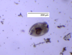 Chydoridae
