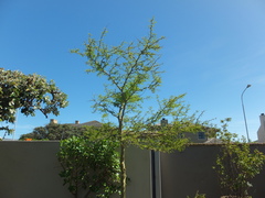 Vachellia xanthophloea