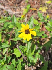 Helianthus debilis