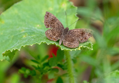 Lepidoptera
