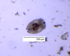Chydoridae