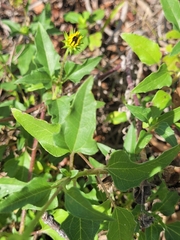 Helianthus debilis