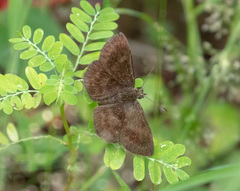 Lepidoptera