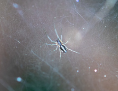 Araneae