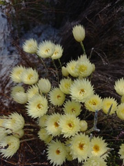 Edmondia
