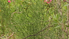 Vachellia caven
