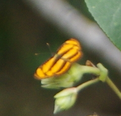 Pantoporia paraka