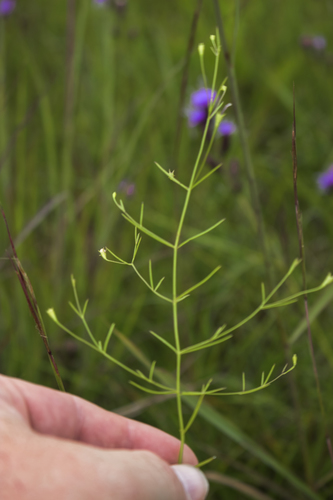Roundstem false foxglove (Agalinis gattingeri)