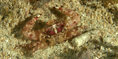 Portunidae