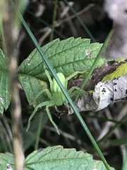 Micrommata virescens