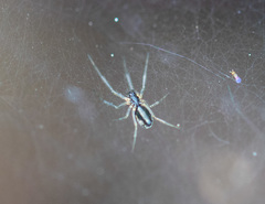 Araneae