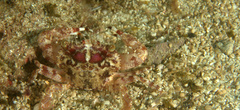 Portunidae