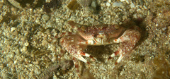 Portunidae
