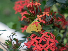 Lepidoptera