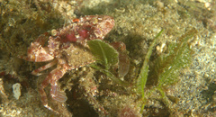 Portunidae
