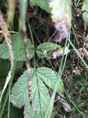 Micrommata virescens