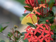 Lepidoptera