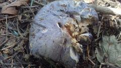 Entoloma medianox