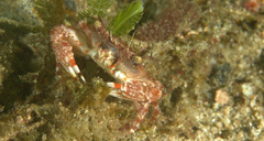 Portunidae