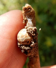 Allokermes galliformis