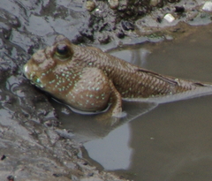 Periophthalmodon schlosseri