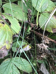 Micrommata virescens