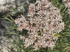 Serruria ascendens