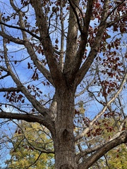 Quercus michauxii