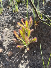 Drosera hilaris