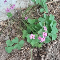 Oxalis debilis