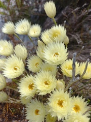 Edmondia
