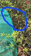 Philothamnus occidentalis