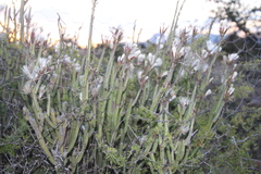 Kleinia longiflora