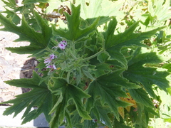Pelargonium citronellum