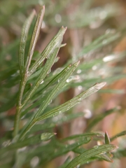 Seseli annuum