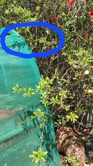 Philothamnus occidentalis