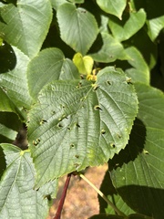 Eriophyes tiliae