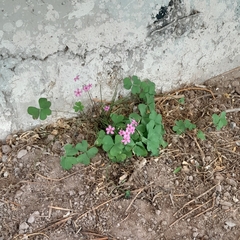 Oxalis debilis