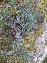 Seseli annuum