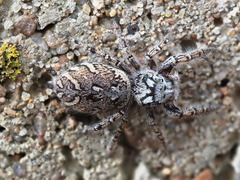 Phidippus mystaceus
