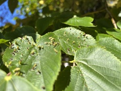 Eriophyes tiliae
